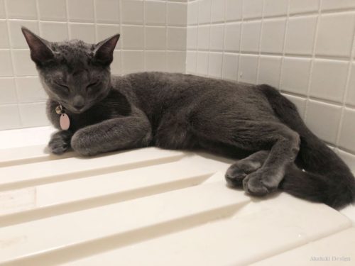 お風呂のふたでくつろぐ猫